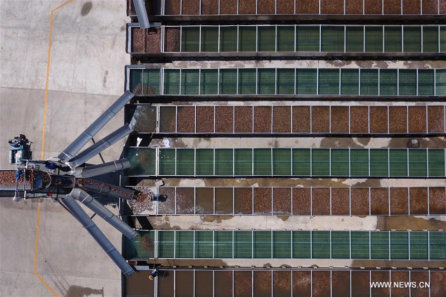 CHINA-SHANDONG-CHANGDAO-SCALLOP(CN)