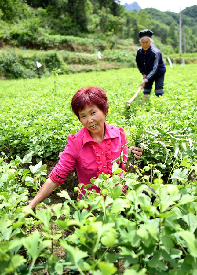 CHINA-SHAANXI-NINGQIANG-POVERTY ALLEVIATION  (CN)