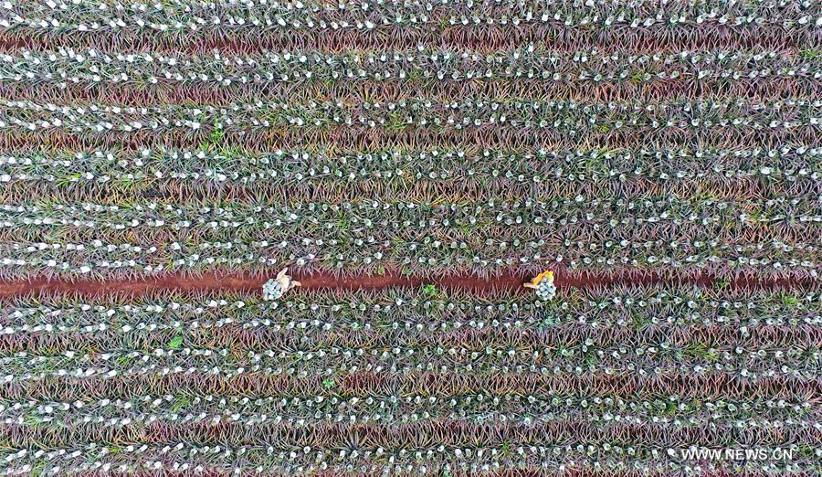 CHINA-GUANGDONG-XUWEN-PINEAPPLE (CN)