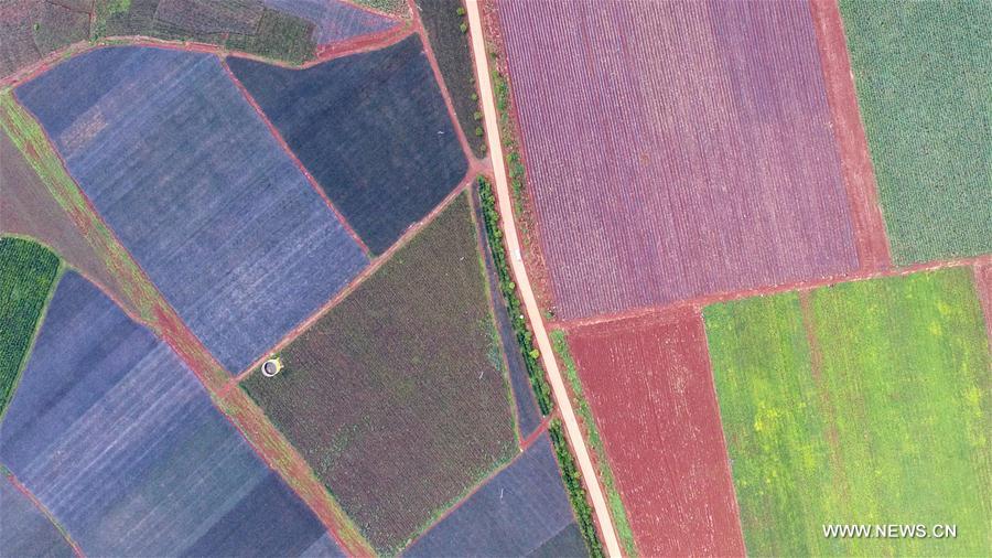 CHINA-GUANGDONG-XUWEN-PINEAPPLE (CN)