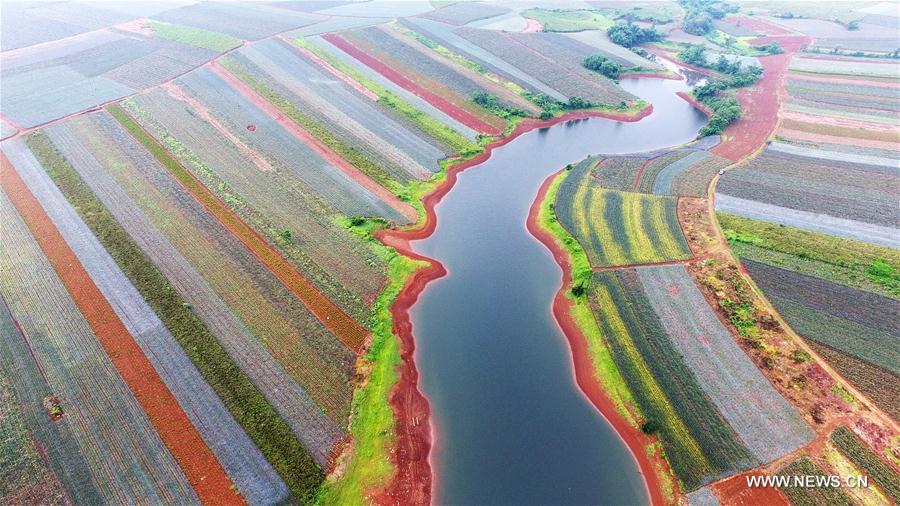 CHINA-GUANGDONG-XUWEN-PINEAPPLE (CN)