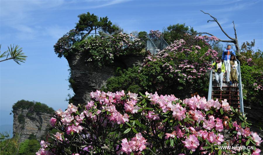 CHINA-SHAANXI-HANZHONG-ALPINE AZALEA (CN)