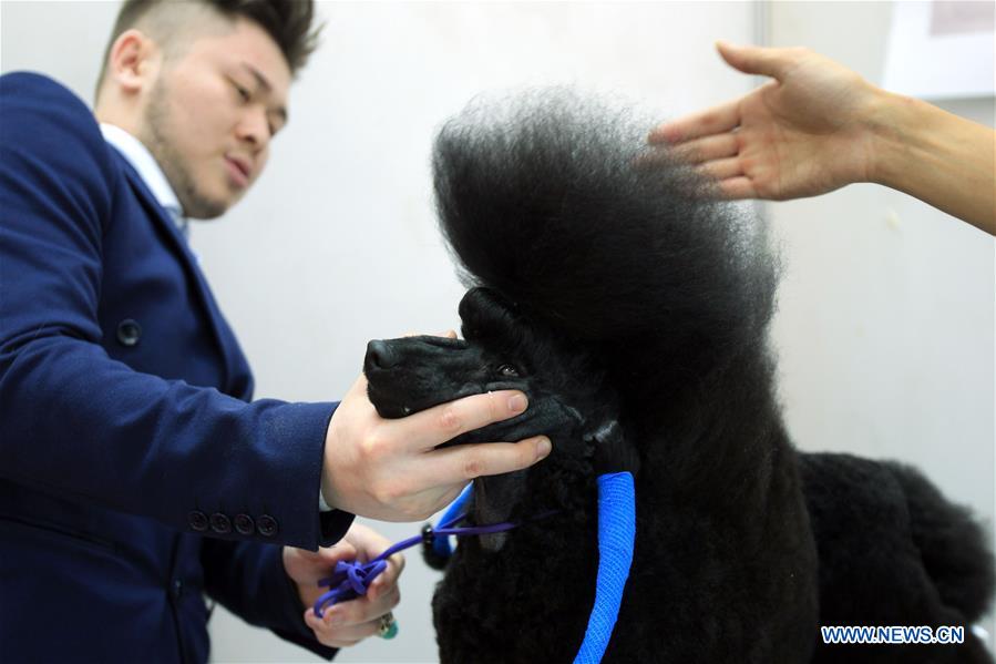 CHINA-YINCHUAN-PET-EXPO (CN)