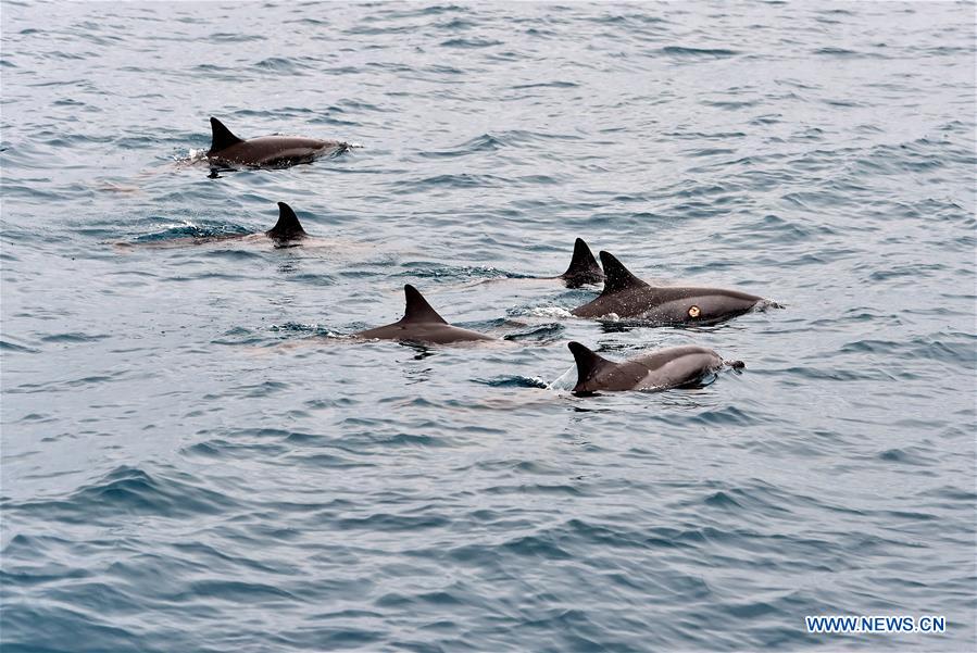 CHINA-HUALIEN-TOURISM-DOPHIN (CN)
