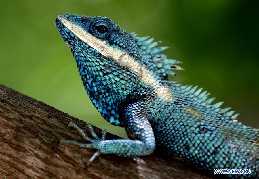 MYANMAR-NAY PYI TAW-BLUE CHAMELEON