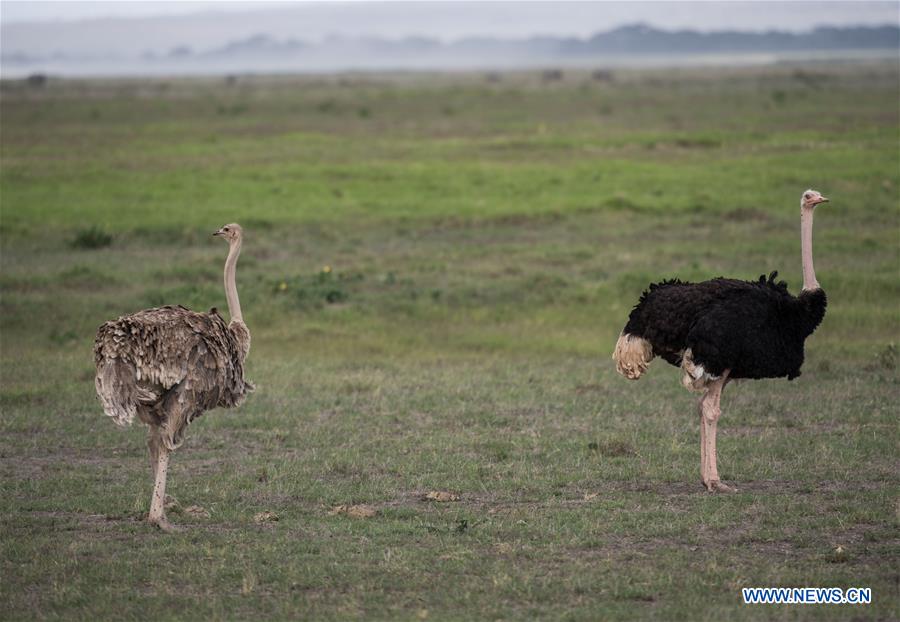 KENYA-AMBOSELI-ANIMAL-ENVIRONMENT