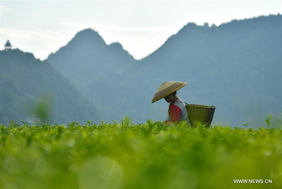 #CHINA-HUBEI-ENSHI-TEA GARDEN (CN)