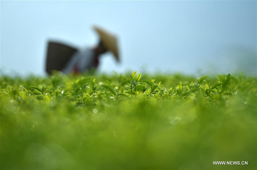 #CHINA-HUBEI-ENSHI-TEA GARDEN (CN)