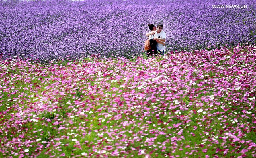 #CHINA-ANHUI-TOURISM-FLOWERS (CN)