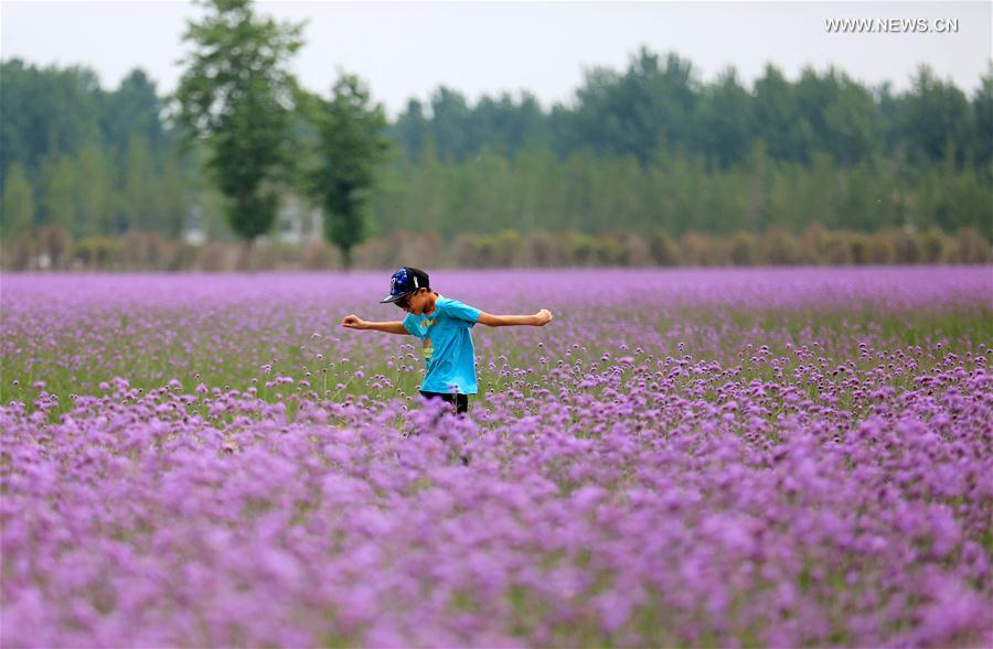 #CHINA-ANHUI-TOURISM-FLOWERS (CN)