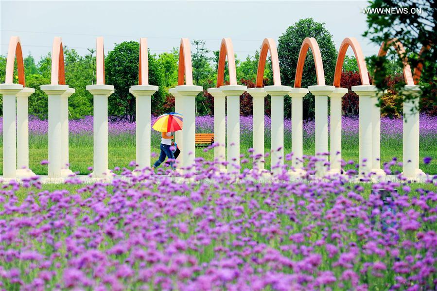 #CHINA-ANHUI-TOURISM-FLOWERS (CN)