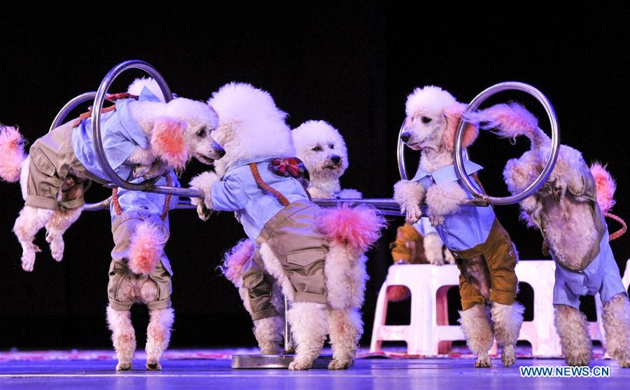 CHINA-URUMQI-CIRCUS (CN)