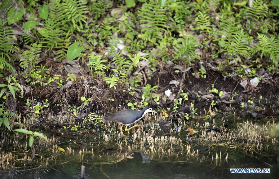 CHINA-HONG KONG-RETURN ANNIVERSARY-ENVIRONMENT (CN)