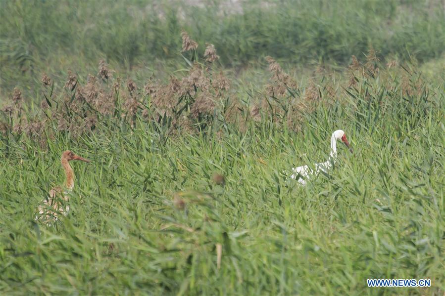 CHINA-HONG KONG-RETURN ANNIVERSARY-ENVIRONMENT (CN)