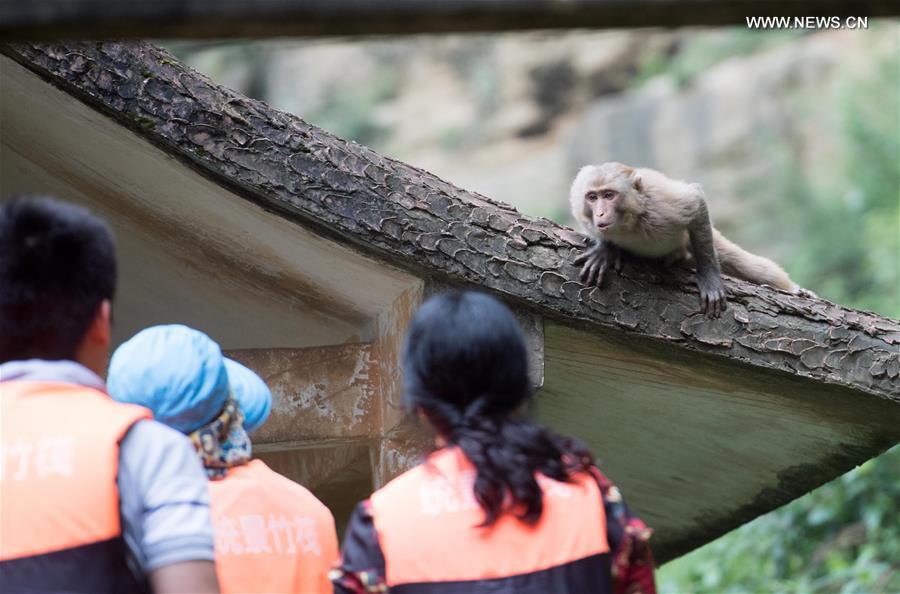 CHINA-CHONGQING-MACAQUE (CN)