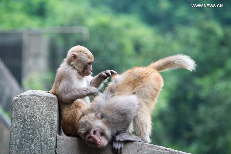 CHINA-CHONGQING-MACAQUE (CN)