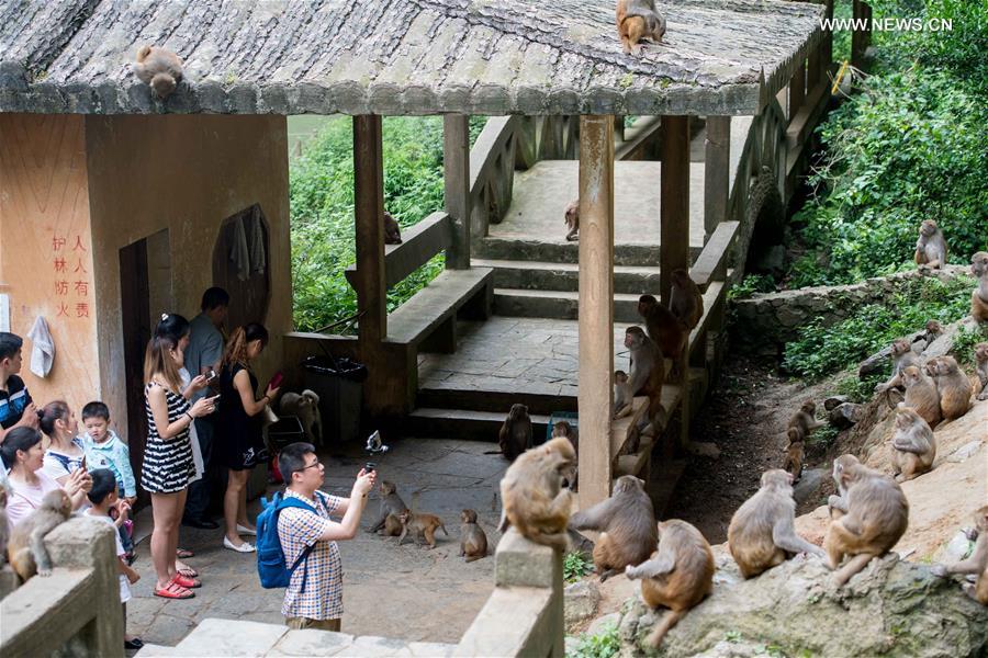 CHINA-CHONGQING-MACAQUE (CN)
