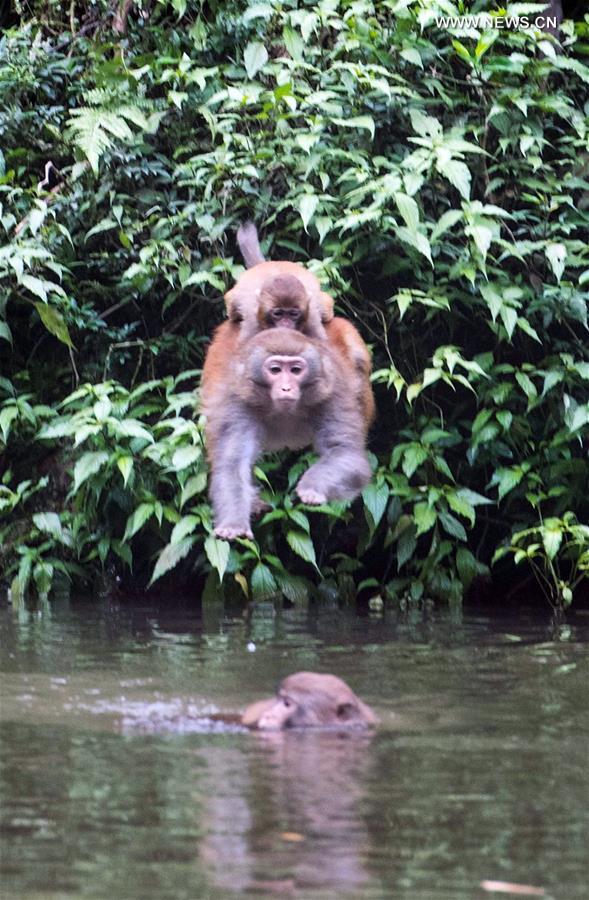 CHINA-CHONGQING-MACAQUE (CN)