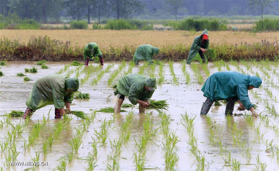 #CHINA-VILLAGES-FARM WORK (CN)