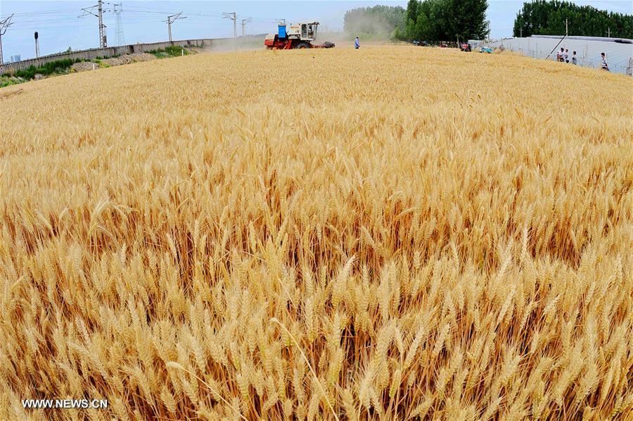 #CHINA-VILLAGES-FARM WORK (CN)