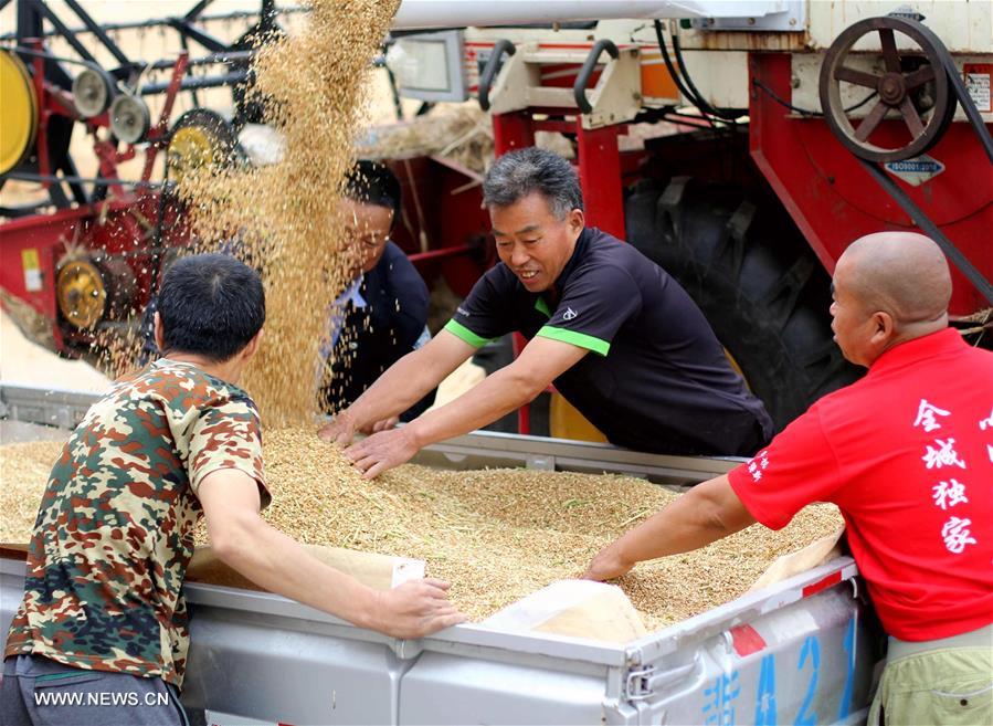 CHINA-HEBEI-FARM WORK (CN)