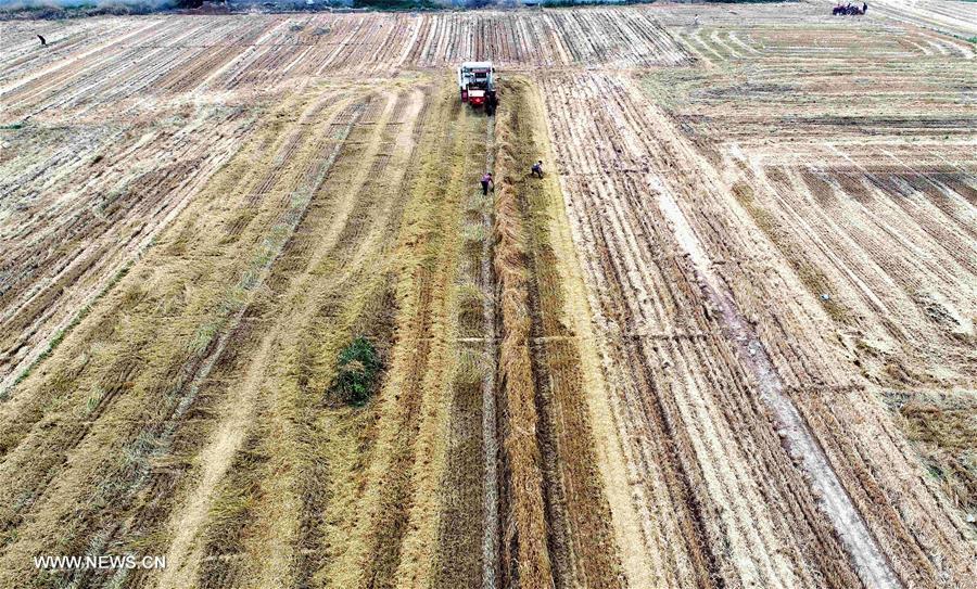 CHINA-HEBEI-FARM WORK (CN)