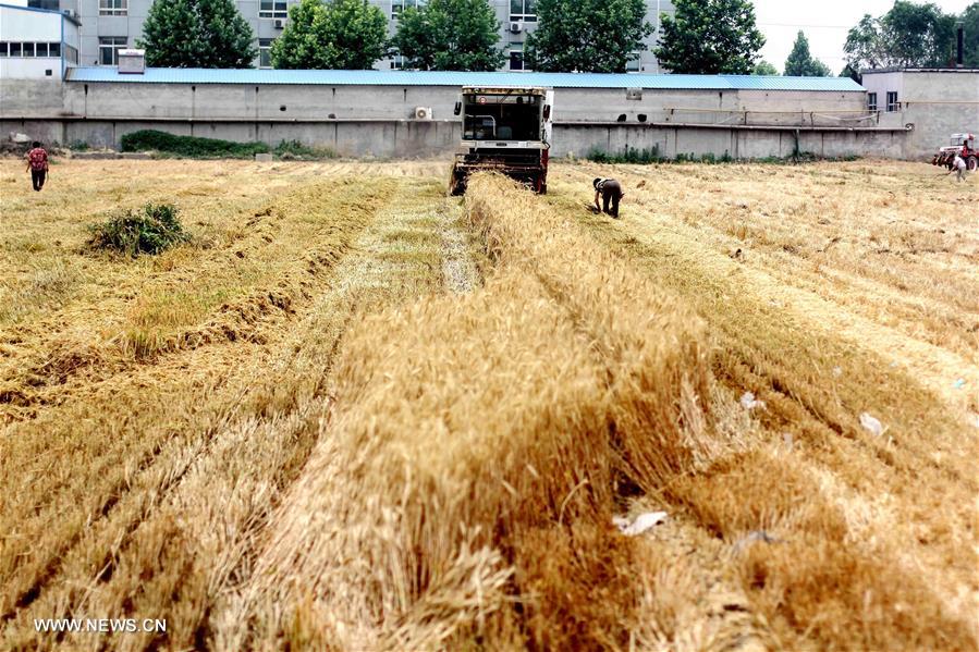 CHINA-HEBEI-FARM WORK (CN)