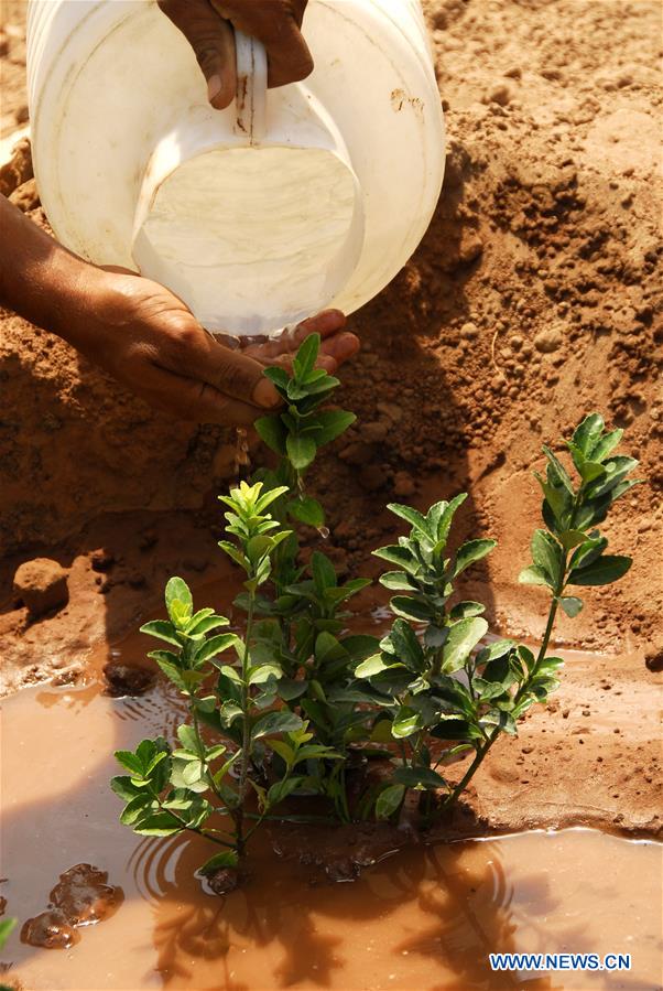PAKISTAN-ISLAMABAD-WORLD ENVIRONMENT DAY