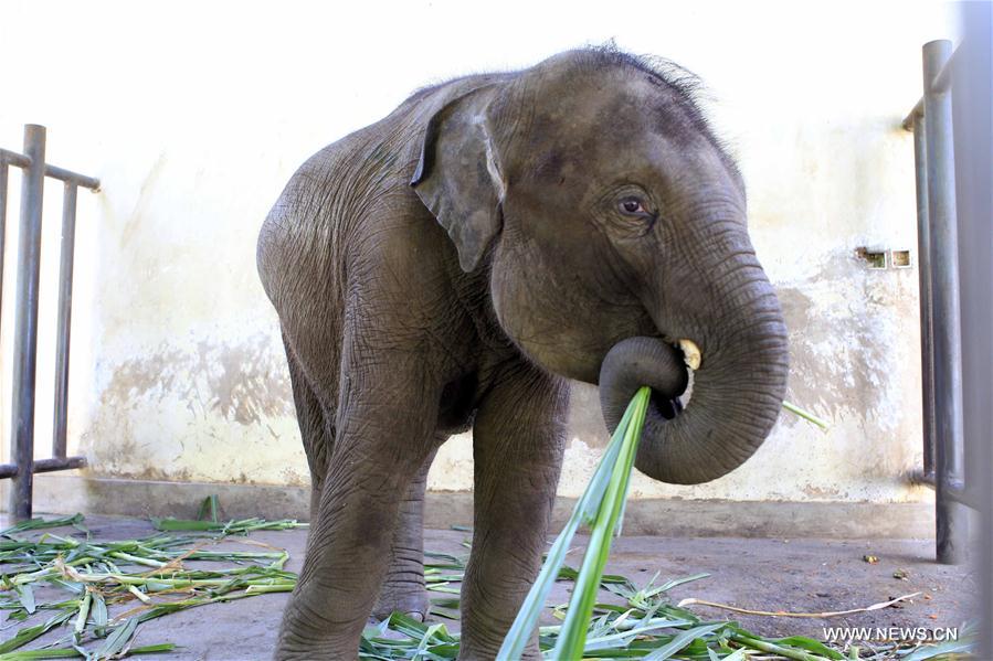 CHINA-YUNNAN-WILD ASIAN ELEPHANTS-RESCUE(CN) 