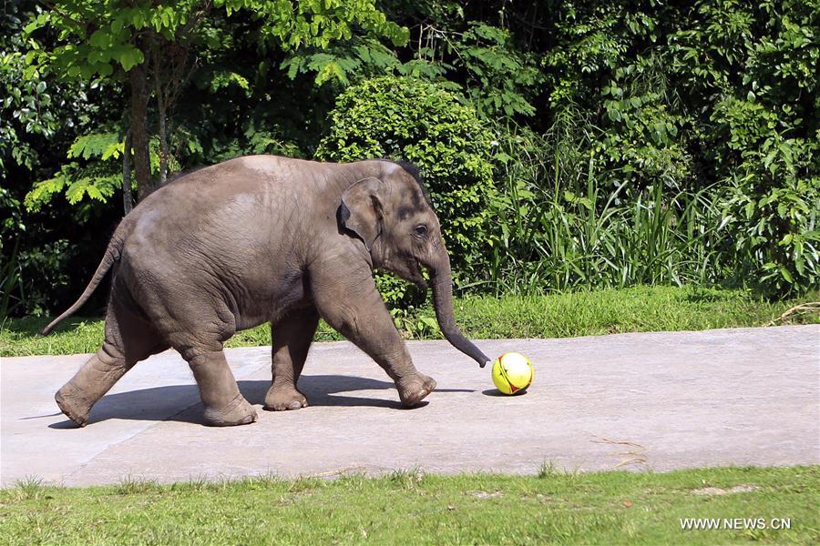 CHINA-YUNNAN-WILD ASIAN ELEPHANTS-RESCUE(CN) 