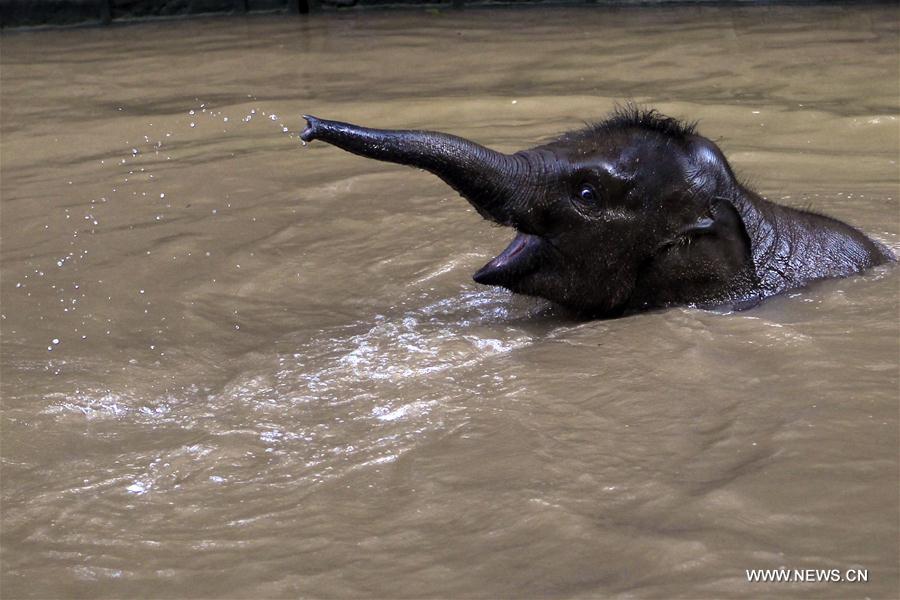 CHINA-YUNNAN-WILD ASIAN ELEPHANTS-RESCUE(CN)
