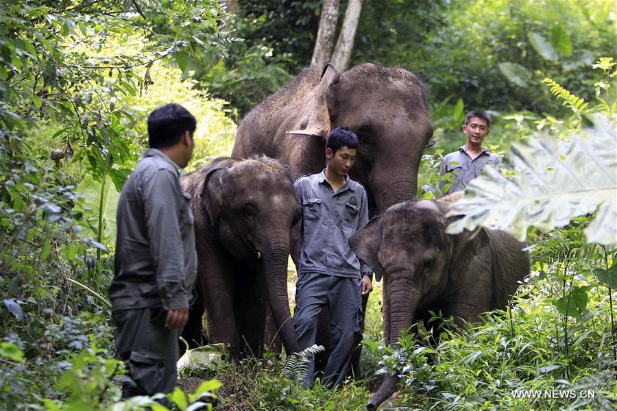 CHINA-YUNNAN-WILD ASIAN ELEPHANTS-RESCUE(CN) 