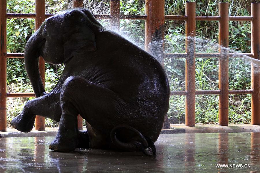 CHINA-YUNNAN-WILD ASIAN ELEPHANTS-RESCUE(CN) 