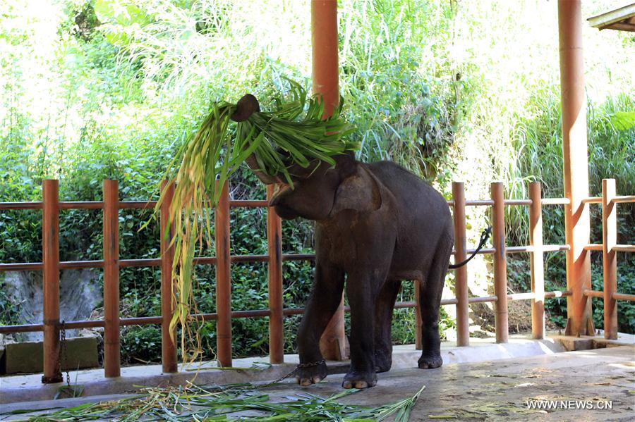 CHINA-YUNNAN-WILD ASIAN ELEPHANTS-RESCUE(CN) 