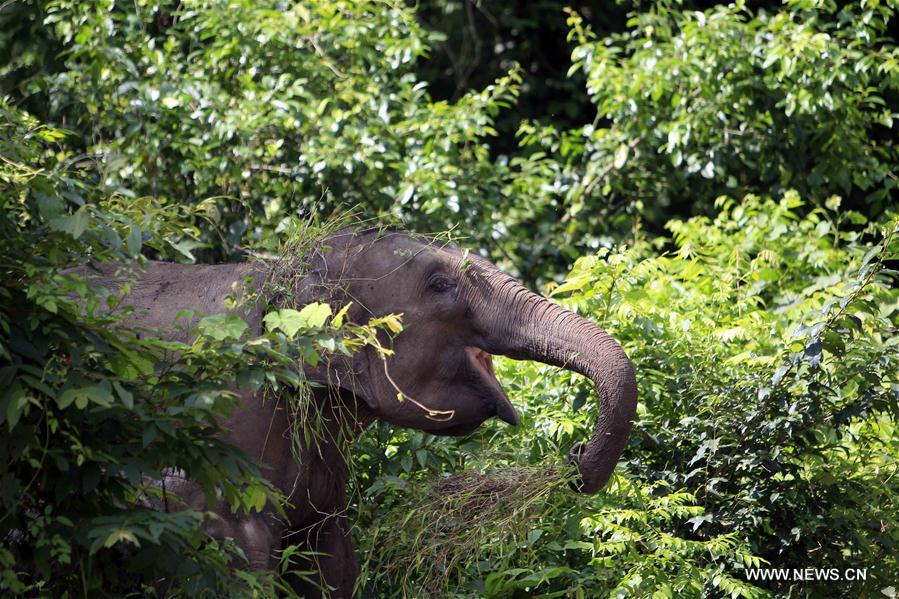 CHINA-YUNNAN-WILD ASIAN ELEPHANTS-RESCUE(CN) 