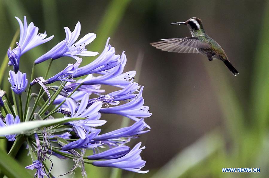 HONDURAS-TEGUCIGALPA-ENVIRONMENT