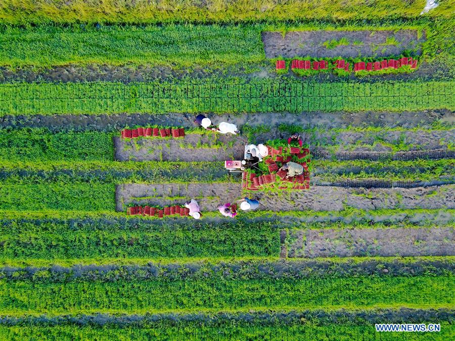 CHINA-JIANGSU-CRAYFISH-FARMING (CN)