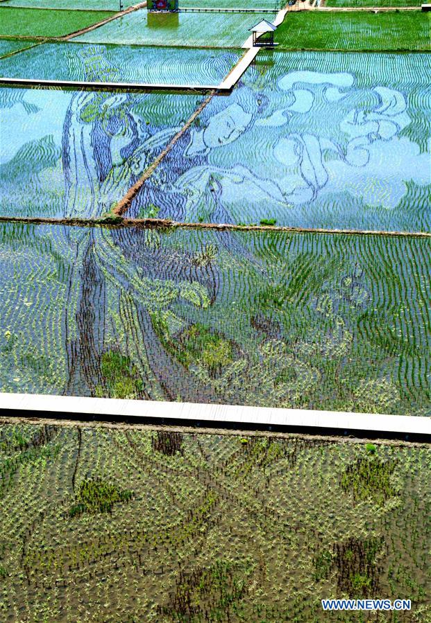 #CHINA-SHENYANG-3D PADDY FIELDS (CN)