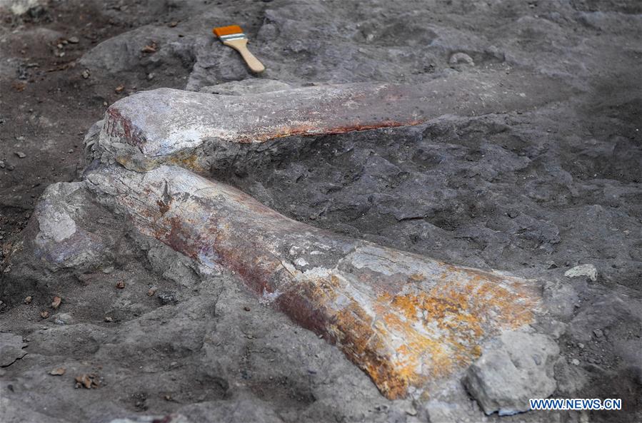 CHINA-JILIN-YANJI-DINOSAUR FOSSIL (CN)