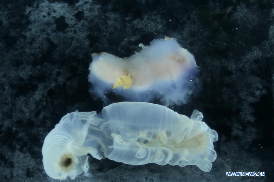 YAP TRENCH-CHINA-MANNED SUBMERSIBLE-DIVE (CN) 