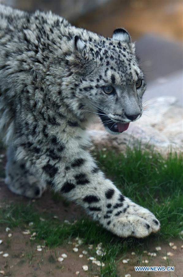 CHINA-XINING-SNOW LEOPARD (CN)