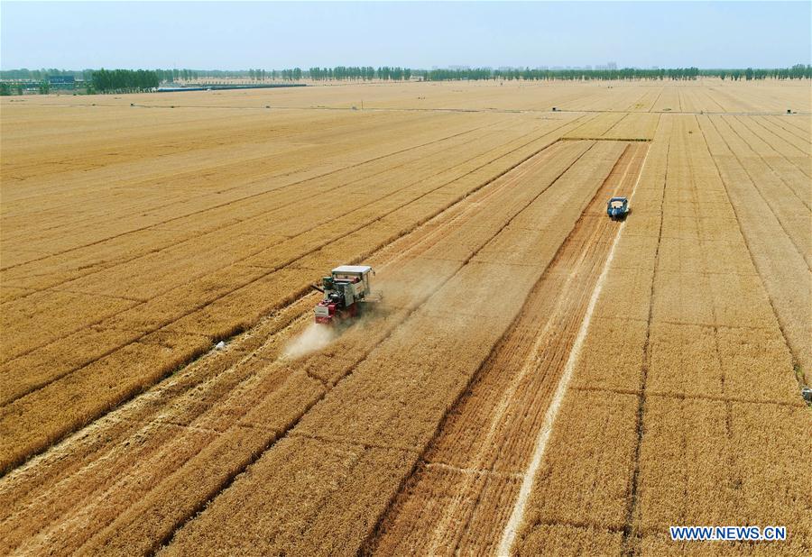CHINA-HEBEI-XIONGAN NEW AREA-WHEAT HARVEST (CN)
