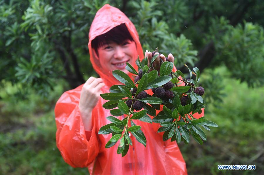CHINA-ZHEJIANG-CIXI-WAXBERRY (CN)