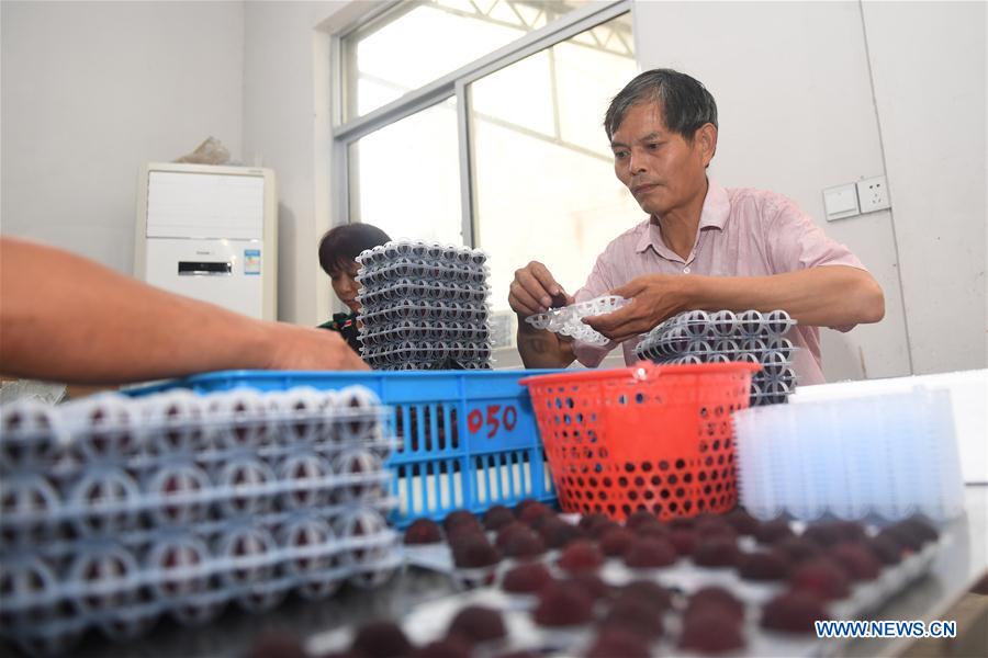 CHINA-ZHEJIANG-CIXI-WAXBERRY (CN)