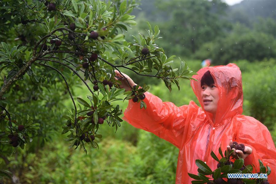 CHINA-ZHEJIANG-CIXI-WAXBERRY (CN)