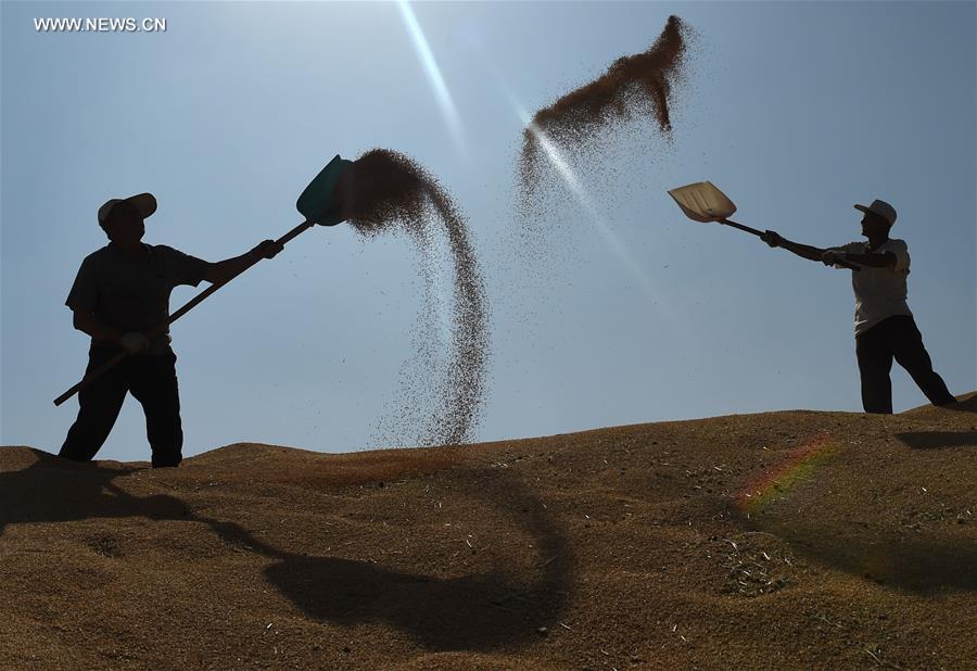 #CHINA-HEBEI-AGRICULTURE-WHEAT HARVEST (CN)