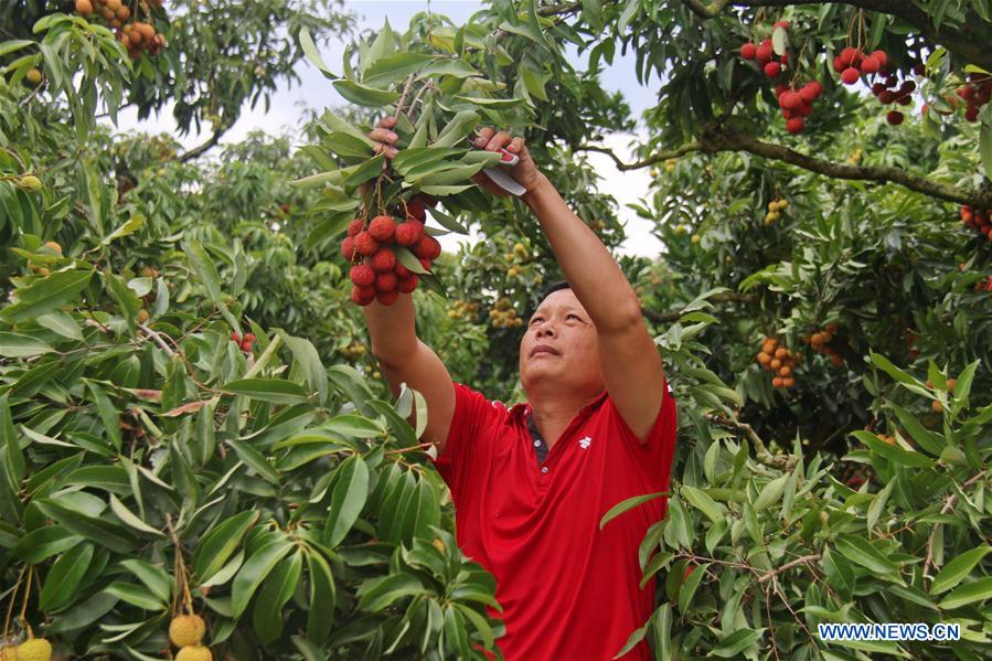 VIETNAM-HANOI-LITCHI