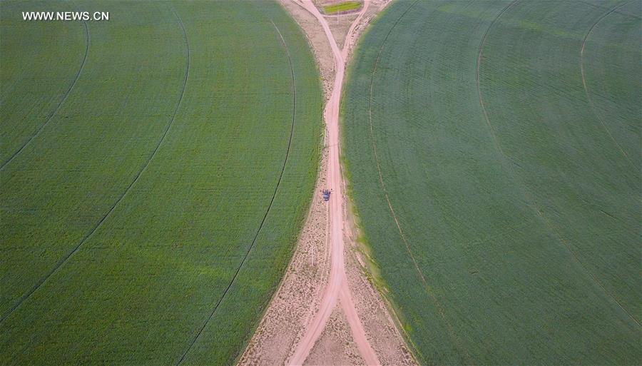 CHINA-INNER MONGOLIA-CHIFENG-ALFALFA PASTURE (CN)