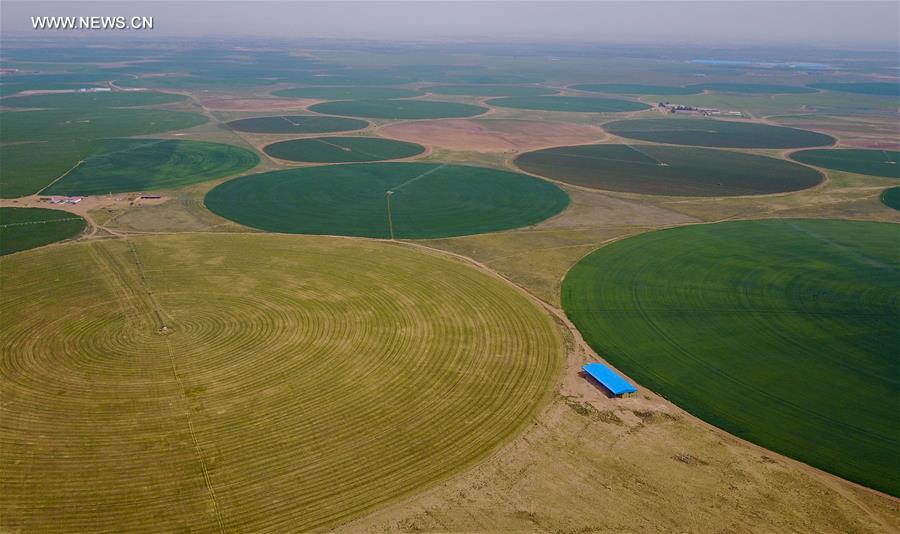 CHINA-INNER MONGOLIA-CHIFENG-ALFALFA PASTURE (CN)