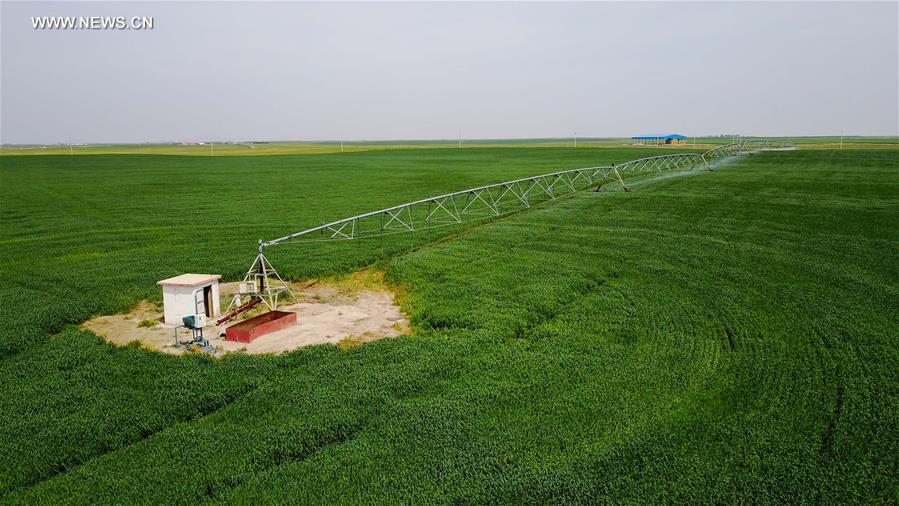 CHINA-INNER MONGOLIA-CHIFENG-ALFALFA PASTURE (CN)